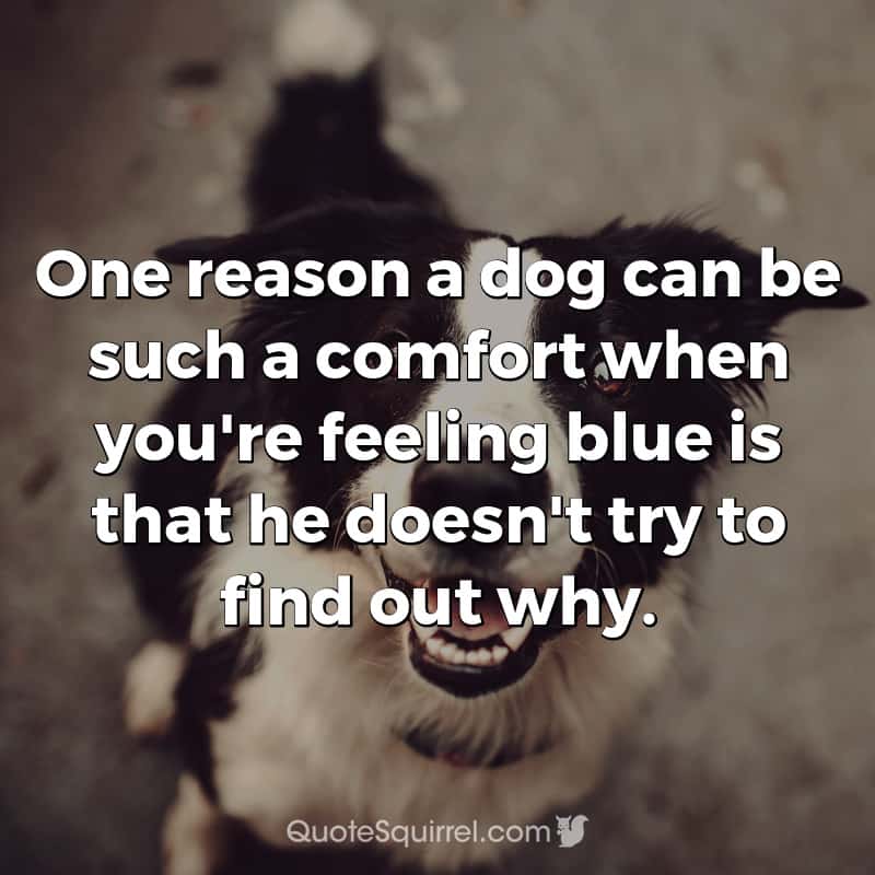 One reason a dog can be such a comfort when you're feeling blue is that ...